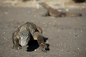 Varanus: Pair of Komodo Dragons on beach - Horseshoe Bay