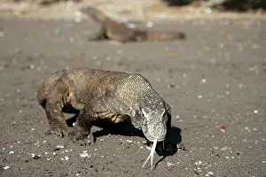 Varanus: Pair of Komodo Dragons on beach - Horseshoe Bay
