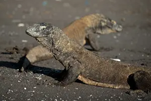 Varanus: Pair of Komodo Dragons on beach - Horseshoe Bay