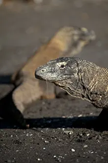 Varanus: Pair of Komodo Dragons on beach - Horseshoe Bay