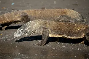 Varanus: Pair of Komodo Dragons walking on beach - Horseshoe