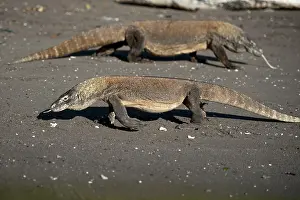 Varanus: Pair of Komodo Dragons walking on beach - Horseshoe