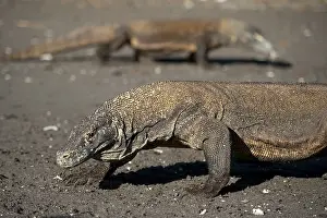 Varanus: Pair of Komodo Dragons walking on beach - Horseshoe