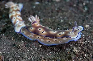 Nudibranches: Pair of Kune's Chromodoris Nudibranchs