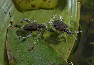 Hexapods: Pair of leaf beetles, Donacia versicolorea on B