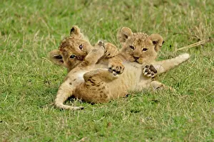Lincoln: Pair of lion cubs playing, Masai Mara Game