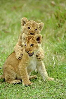 Lincoln: Pair of lion cubs playing, Masai Mara Game