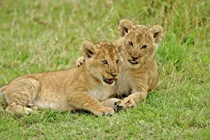 Lincoln: Pair of lion cubs playing, Masai Mara Game