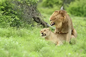 Growling: Lion