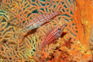 Hawkfish: Pair of Long-billed Longnose hawkfish (Oxycirrhites