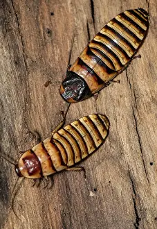 Madagascar: Pair of Madagascar hissing cockroach (Gromphadorhina
