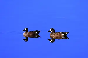 Ding: Pair of Male Blue-Winged Teal Ducks