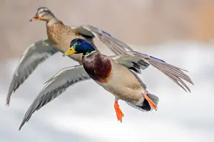 Platyrhynchos: A pair of Mallard (Anas platyrhynchos) couple flying