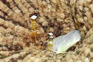 Prawn: Pair of mate shrimps (Periclimenes brevicarpalis)