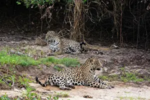 Onca: A pair of mating jaguars, Panthera onca, resting