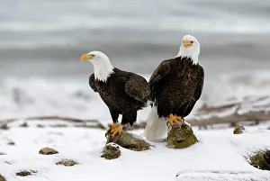Leucocephalus: Pair of mature Bald Eagles