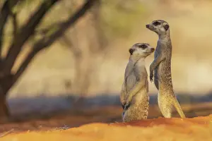 Meerkat: Pair of meerkats on the lookout for possible predators in