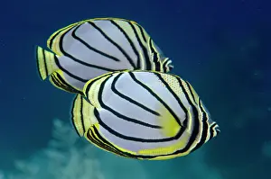 Line: Pair of Meyer's Butterflyfish