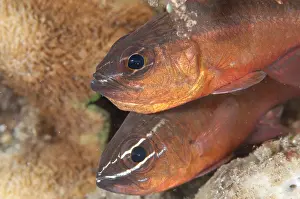 090919: Pair of Moluccan Cardinalfish - Aer Prang dive