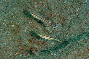 Band: Pair of Mud Gobies - Tasi Tolu dive site, Dili, East Timor
