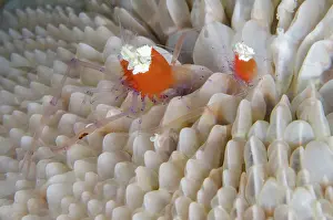 Shrimp: Pair of Mushroom Coral Shrimps
