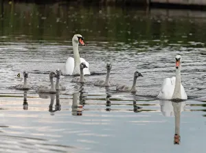 Cygnet: Pair of Mute swans, Cygnus olor, with cygnets on