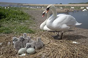 Cygnets: Pair of mute swans, Cygnus olor, at nest with eggs