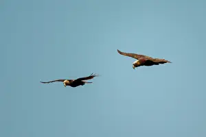 Colin Marshall: Pair of New Zealand Kaka Parrots