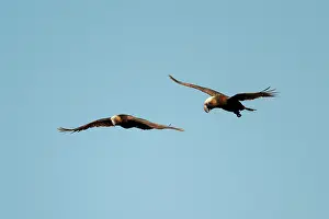 Colin Marshall: Pair of New Zealand Kaka Parrots