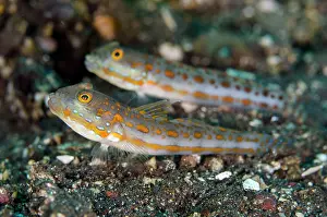 Seraya: Pair of Orange-dashed Gobies