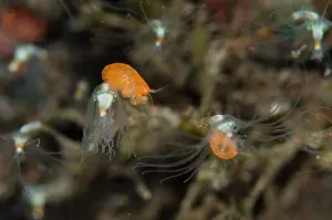 Hydroid: Pair of Orange Ladybug Amphipods