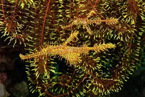 Syngnathiformes: Pair of ornate ghost pipefish (Solenostomus paradoxus)