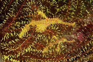 Pipefish: Pair of ornate ghost pipefish (Solenostomus paradoxus)