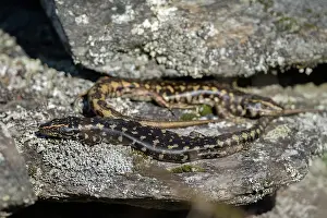 Colin Marshall: Pair of Otago Skinks