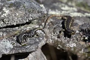 Colin Marshall: Pair of Otago Skinks