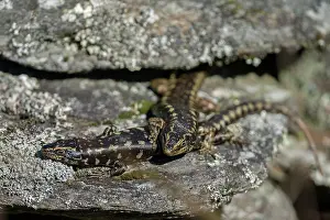 Colin Marshall: Pair of Otago Skinks