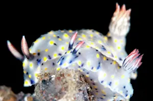 Infucata: Pair of Painted Hypselodoris Nudibranches