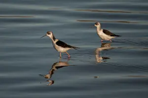 Colin Marshall: Pair of Pied Stilts wading