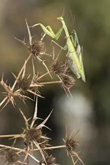 Copula: A pair of praying mantis (Mantis religiosa) mating