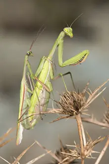051118: A pair of praying mantis (Mantis religiosa) mating