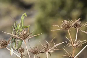 Copula: A pair of praying mantis (Mantis religiosa) mating