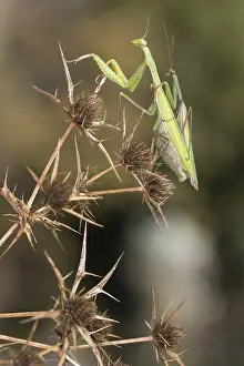 051118: A pair of praying mantis (Mantis religiosa) mating