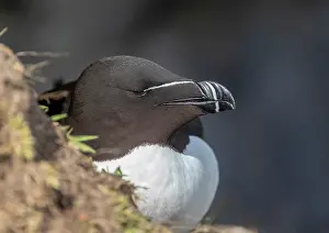 Pembrokeshire: Pair of Razorbills, Alca torda, on Skomer, Pembr