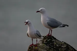Harbour: Pair of Red-billed Gulls calling