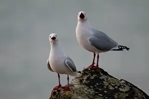 Harbour: Pair of Red-billed Gulls calling