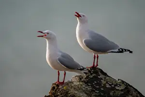 Harbour: Pair of Red-billed Gulls calling