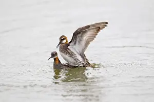 Phalaropus: A pair of Red-necked Phalarope (Phalaropus loba