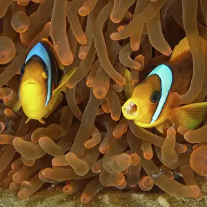 Damselfish: Pair of red sea clownfish (Amphiprion bicinctus)