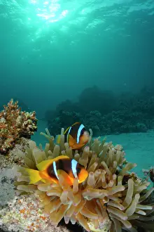 Damselfish: Pair of red sea clownfish (Amphiprion bicinctus)