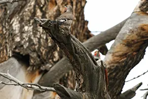Flicker: Pair of Red-shafted Flickers